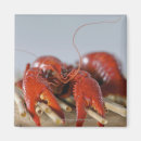 Recherche de crabe magnets Nourriture