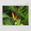 Search for oiseau Paradis