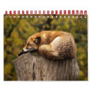 Recherche de renard photographie Renards