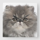 Recherche de persan horloges Chat