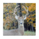 Recherche de cerfs communs carreaux Whitetail