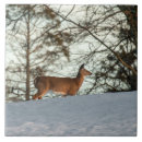 Search for whitetail deer tiles Winter