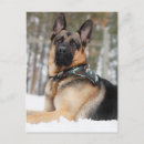 Search for guard dog postcards German shepherd