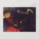 Search for supermodel Kitty