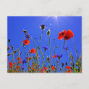 Recherche de pavot bleu cartes postales Champ