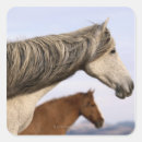 Search for horse pictures stickers Pictures of horses