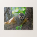 Recherche de écureuil drôle puzzles Faune