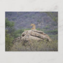Search for nature reserve postcards Wildlife