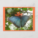 Search for morpho postcards Blue morpho butterfly