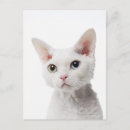 Recherche de impair Chat