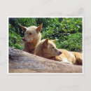 Recherche de dingo cartes postales Chien