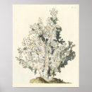 Search for coral reef posters Marine