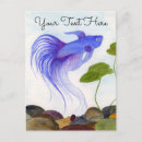 Search for betta postcards Siamese fighting fish