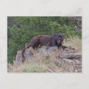 Recherche de chat léopard cartes postales Carnivore