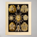 Recherche de oursin posters Dollar de sable