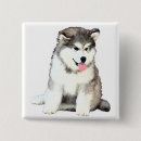 Recherche de malamute badges Chiot