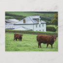 Search for looking at camera postcards Rural scene
