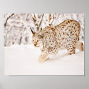 Recherche de lynx posters Neige