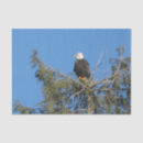 Search for eagle tissue paper Craft