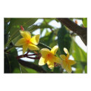 Recherche de nature copie posters Plante
