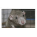 Recherche de mignon bureau fournitures Animal de compagnie