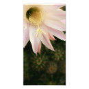 Recherche de cactus rose posters Floral