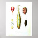 Search for vintage vegetables posters Vegetarian