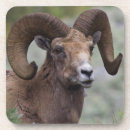 Recherche de bélier dessous de verres Mouton