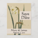 Search for daffodil save the dates Nature