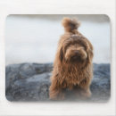 Search for havanese dog Animal