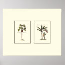 Search for framed posters Botanical