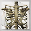 Recherche de sternum Numériquement image générée