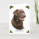Recherche de labrador retriever photographie Photographe