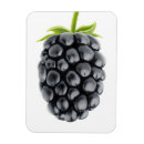 Search for blackberries magnets Fruit