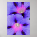 Search for morning glory gifts September
