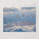 Search for migrator postcards Bird