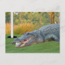 Search for hazard postcards Green