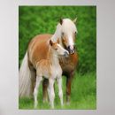 Search for cute animals kissing posters For her