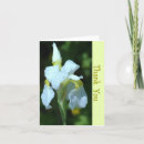 Search for white iris photography Floral