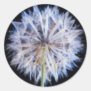 Search for gallo images stickers Growth