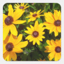 Search for black eyed susan stickers Daisy