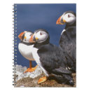 Search for puffin notebooks Birds