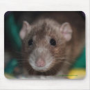 Search for rat mousepads Rodent
