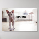 Search for sphynx cat gifts Kitty