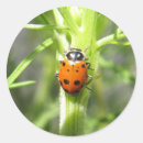 Recherche de coccinelles autocollants Insecte