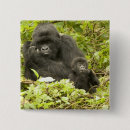Search for mountain gorilla buttons Wildlife
