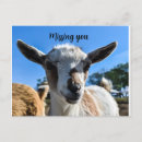Recherche de chèvres cartes postales Ferme