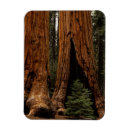 Search for redwood national park magnets Sequoia