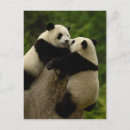 Recherche de pandas géants cartes postales Panda géant