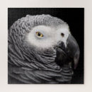 Search for african grey puzzles Animal